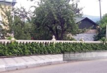 Daşkəsəndə “yaşıl divarlar” yaradılır Daşkəsən