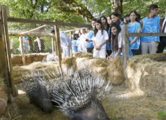 Şahdağ Milli Parkının İsmayıllı bölməsində nadir heyvanlar vəhşi təbiətə buraxılıb Şahdağ Milli Parkının İsmayıllı bölməsində nadir heyvanlar vəhşi təbiətə buraxılıb