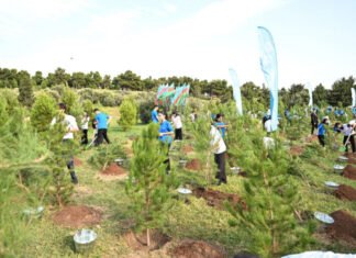 Bakının “Gənclik” parkında ağacəkmə aksiyası keçirilib Bakının “Gənclik” parkında ağacəkmə aksiyası