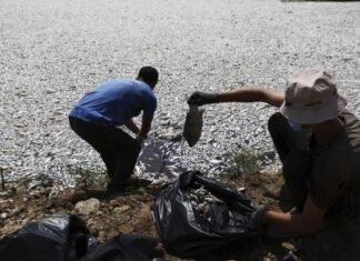 Egey dənizində təxminən 100 ton ölü balıq toplanıb Egey dənizi