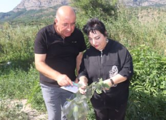 Zəngilanın meşə ekosistemlərində bəzi bitki növlərinin fitosanitar monitorinqi aparılıb fitosanitar monitorinq