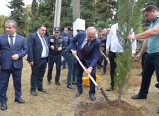 Lənkəranda ağacəkmə aksiyası keçirilib Lənkəranda ağacəkmə aksiyası