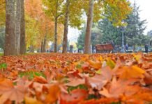 Azərbaycana payız gəldi payız