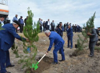Tərtərdə ağacəkmə aksiyası keçirilib Tərtərdə ağacəkmə aksiyası