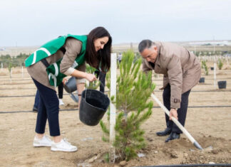 Payız əkin mövsümünün növbəti ağacəkmə aksiyaları keçirilib ağacəkmə aksiyaları