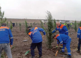 “Azərişıq” ASC-dən genişmiqyaslı ağacəkmə aksiyası “Azərişıq” ASC daha bir ağacəkmə aksiyası