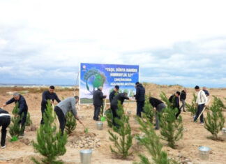 Paytaxtda növbəti ağacəkmə aksiyası keçirilib ağacəkmə aksiyası