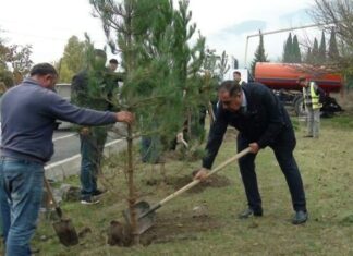 Balakəndə 780 ədəd ağac əkilib Balakən