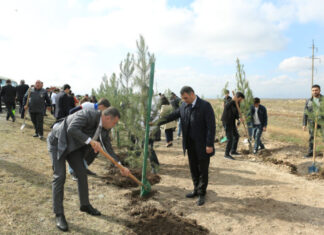 Gəncədə keçirilən ağacəkmə aksiyasında 4 min Eldar şamı əkilib ağacəkmə aksiyası