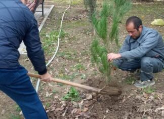 Mingəçevirdə bu gün 640 ədəd ağac əkilib Mingəçevirdə bu gün 640 ədəd ağac əkilib