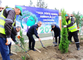 Naftalan sakinləri ağacəkmə aksiyasına qoşulublar ağacəkmə aksiyası