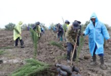 Neftçalada ağacəkmə aksiyası davam edir Neftçalada ağacəkmə aksiyası