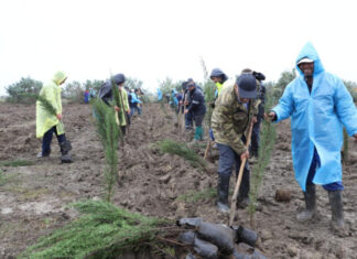 Neftçalada ağacəkmə aksiyası davam edir Neftçalada ağacəkmə aksiyası