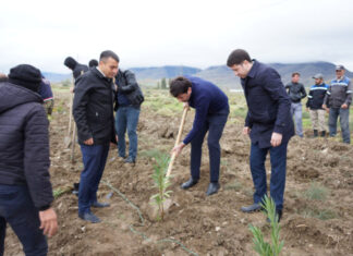 Siyəzəndə on gündə 12 minə yaxın ağac əkiləcək ağacəkmə aksiyaları