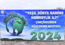 Sumqayıtda noyabrın əvvəlinədək 300 min ağac əkiləcək Sumqayıt