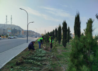 Gəncədə ağacəkmə aksiyası və iməcilik keçirilib Gəncədə ağacəkmə aksiyası və iməcilik