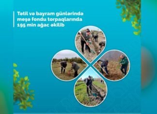 Azərbaycanda tətil və bayram günləri meşə fondu torpaqlarında 195 min ağac əkilib Meşəbərpa tədbirləri