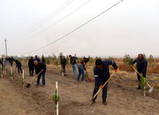 Samuxda 2000 ədəd müxtəlif növ həmişəyaşıl ağac əkilib Samuxda 2000 ədəd müxtəlif növ həmişəyaşıl ağac əkilib