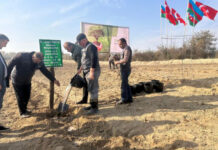Zaqatalada 8750 ting əkilib Zaqatala rayonunda “Gələcəyə nəfəs” adı altında ağacəkmə aksiyası