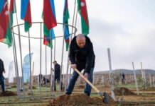 Ağacəkmə aksiyaları davam edir Ağacəkmə aksiyaları