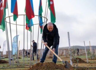 Ağacəkmə aksiyaları davam edir Ağacəkmə aksiyaları