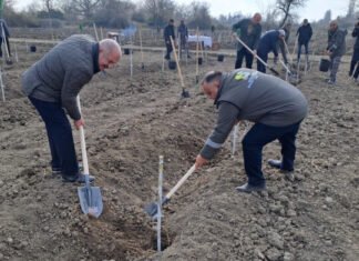Bir gündə Salyan rayonunun meşə fondu torpaqlarında 5 mindən çox ağac əkilib Bir gündə Salyan rayonunun meşə fondu torpaqlarında 5 mindən çox ağac əkilib