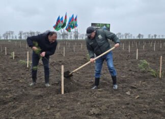 Beynəlxalq Meşələr Günündə Azərbaycanda bir gündə 13 mindən artıq ağac əkilib Beynəlxalq Meşələr Günündə Azərbaycanda bir gündə 13 mindən artıq ağac əkilib