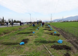 Qaxda ağacəkmə aksiyasında 200-dən çox ting əkilib Qaxda ağacəkmə aksiyası