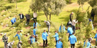 Paytaxtda keçirilən növbəti ağacəkmə aksiyası