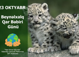Oktyabrın 23-ü Beynəlxalq Qar Bəbiri Günüdür Beynəlxalq Qar Bəbiri Günü