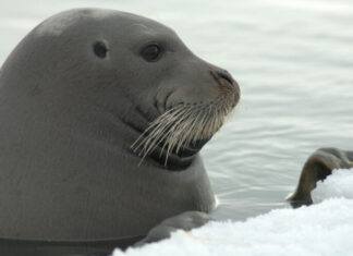 Beynəlxalq Təbiəti Mühafizə Birliyi “Nəsli kəsilməkdə olan növlərin Qırmızı Siyahısı”nı təqdim edib suiti