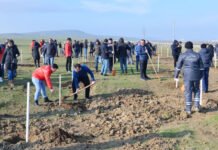 Ağacəkmə aksiyası keçirilib Ağacəkmə aksiyası