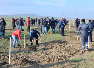 Ağacəkmə aksiyası keçirilib Ağacəkmə aksiyası
