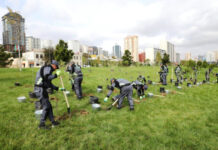 BŞİH: Ağacəkmələr davam edir Ağacəkmə