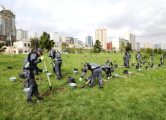 BŞİH: Ağacəkmələr davam edir Bakı Şəhər İcra Hakimiyyəti ağacəkmə aksiyası