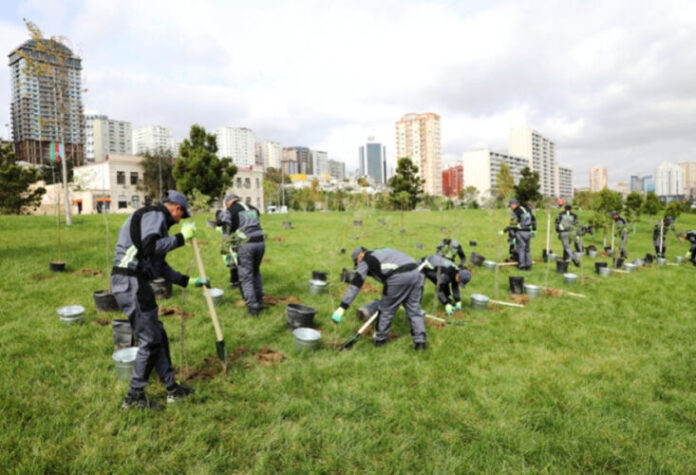 Bakı Şəhər İcra Hakimiyyəti ağacəkmə aksiyası