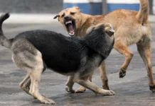 Ucarda sahibsiz itlər üçün sığınacaqlar yaradılacaq sahibsiz itlər üçün sığınacaq