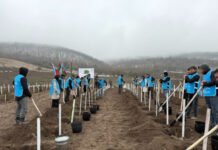 IDEA könüllülərinin iştirakı ilə Tovuzda və Goranboyda 2000-dən çox ağac əkilib IDEA könüllülərinin iştirakı ilə Tovuzda və Goranboyda 2000-dən çox ağac əkilib