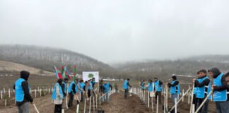 IDEA könüllülərinin iştirakı ilə Tovuzda və Goranboyda 2000-dən çox ağac əkilib IDEA könüllülərinin iştirakı ilə Tovuzda və Goranboyda 2000-dən çox ağac əkilib