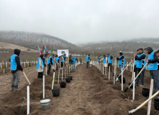 IDEA könüllülərinin iştirakı ilə Tovuzda və Goranboyda 2000-dən çox ağac əkilib IDEA könüllülərinin iştirakı ilə Tovuzda və Goranboyda 2000-dən çox ağac əkilib