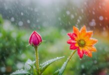 Azərbaycanın rayonlarında bəzi yerlərdə hava yağıntılı olacaq yağıntılı hava