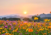 Azərbaycana yaz fəsli daxil olub yaz fəsli