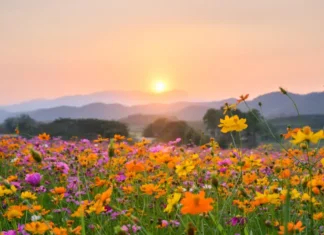 Azərbaycana yaz fəsli daxil olub yaz fəsli