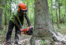 Ağacların qanunsuz kəsilməsi faktları aşkarlanıb Ağacların qanunsuz kəsilməsi