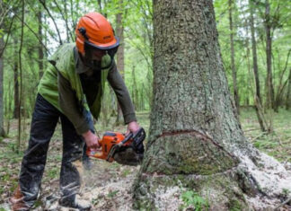 Ağacların qanunsuz kəsilməsi faktları aşkarlanıb Ağacların qanunsuz kəsilməsi