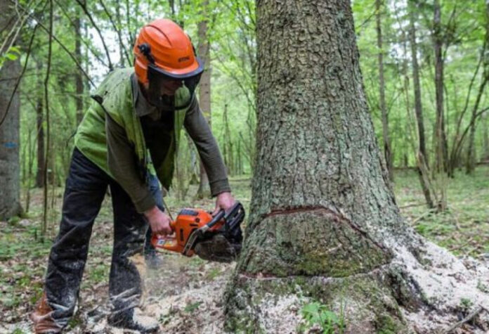 Ağacların qanunsuz kəsilməsi
