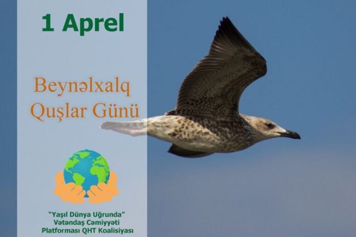 Beynəlxalq Quşlar Günü